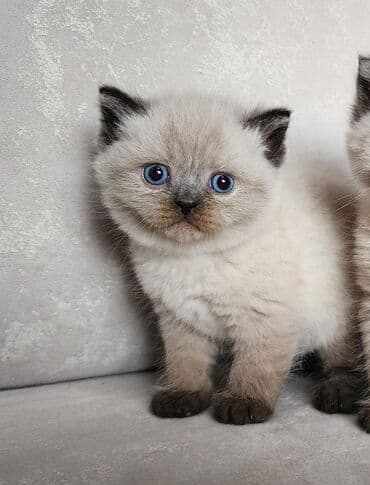 шотландские котята в баку: Шотландская, Самец, Самовывоз, Платная доставка — 2