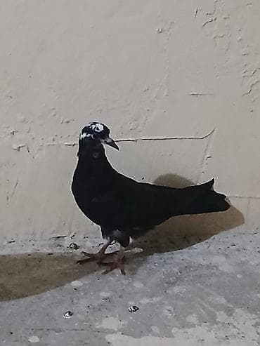 heyvan: Qara cil bas baladı saglam heyvandi giymet sondu — 2