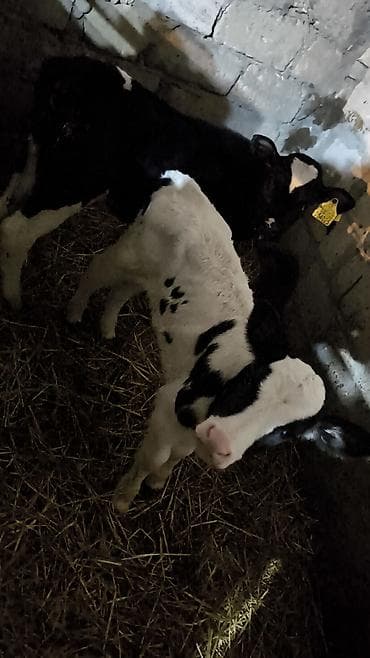 Balıqlar: Holşteyn cinsinə aid iki baş buzov satılır. Xüsusiyyətlər: - Rəng — 1