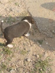 ov itler: 1 ay, Dişi, Ünvandan götürmə — 9