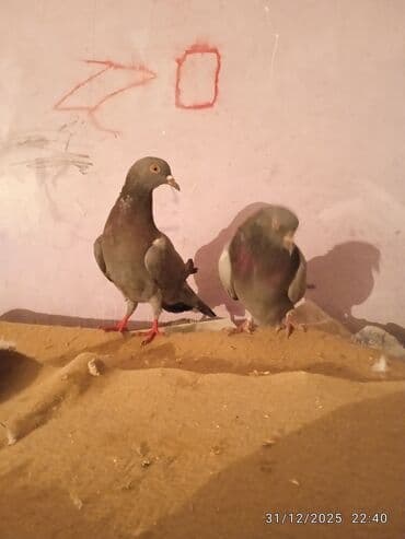 Mərmər effektli PVC panellər: Salam hazir hundur ayaq goy kemer satlir 15 tuk hec bir problemi yoxdu — 1