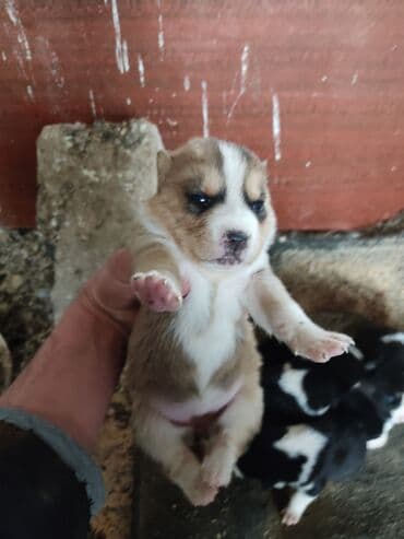 akita inu poklanjam: Xaski, 1 ay, Dişi — 7