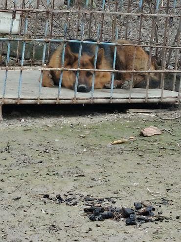 akita it: Alman çoban iti, 10 ay, Erkek, Ünvandan götürmə — 1