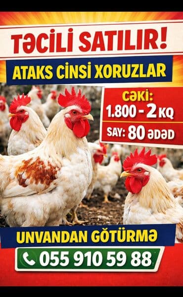 Akvariumlar: Təcili satılır: Ataks cinsi xoruzlar - Çəki: 1.8–2 kq - Say: 80 ədəd — 1