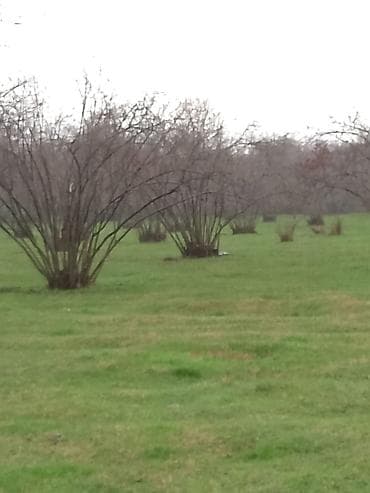 sekide torpaq satilir 2020: 2000 sot, Biznes üçün, Barter mümkündür, Kupça (Çıxarış), Bələdiyyə, Texniki pasport — 3