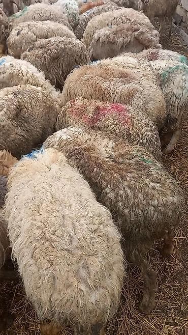 qoyun quyrugu: Salam 35dene bogaz qoyun — 2