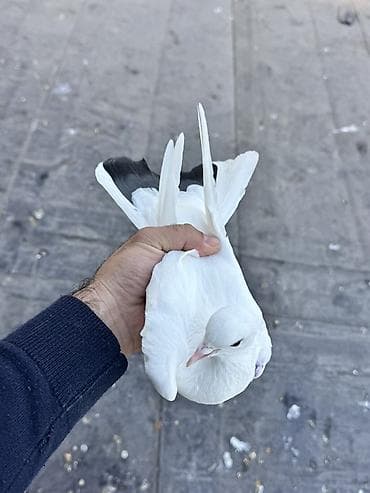 goyercinlər: Qara quyruğ maya Gecəyə qalmış quşdu tutmuşam Vhatsapda aktivdi — 1