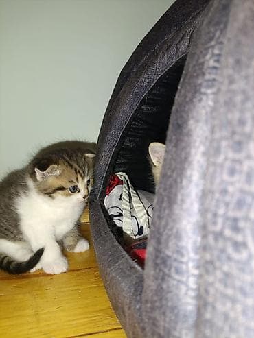 где можно купить котенка: В добрые руки — 4