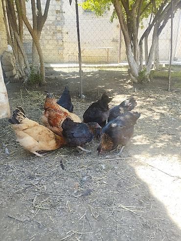 cuce: Toyuq, Damazlıq, Ünvandan götürmə — 10