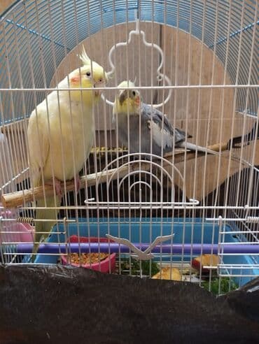 попугай корелла: Satilir. saglam oynagan cut karella. erkek disi 9 ayliqdilar. ev — 7