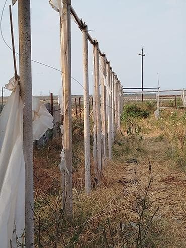 evkalipt ağacı satilir: Qalın stenkali tubalardi,3metre hündürlüyü.Kohnə rus — 2