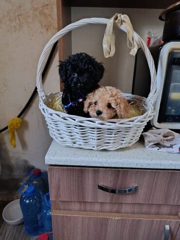 xaski iti qiymeti: Pudel — 6