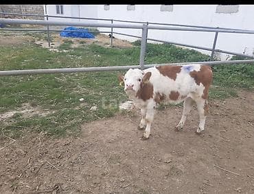 Satılır: sağlam buzov - Cins: simmental tipli, al-qonur ləkəli - Yaş