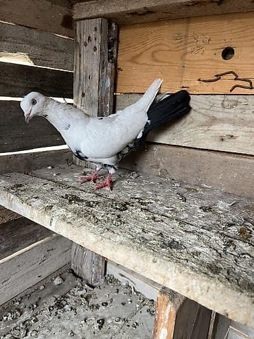 doberman balasi satilir: Çayka çil maya tutulma oynaqdi heyvan.Qiymete göre heçkim yazmasin — 1