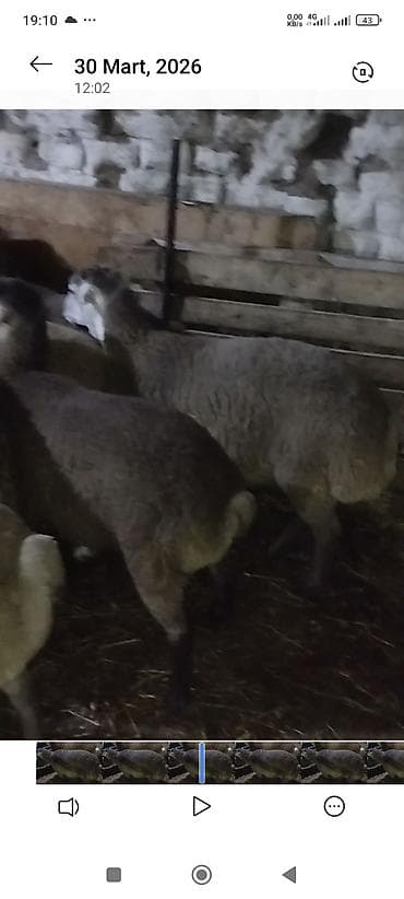 hinduşka əti qiyməti: Əmlik quzu . tərəzi ilə 9.50 . Reyal alıcı narahat etsin boş bekar — 5