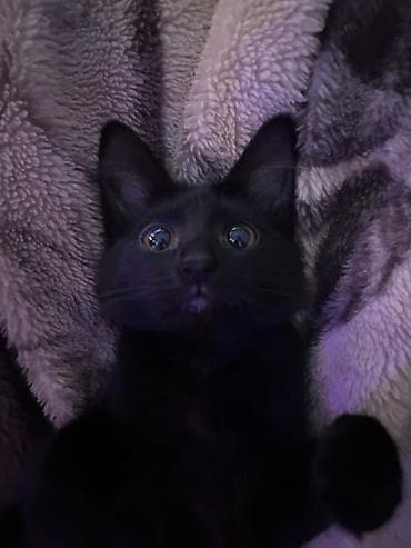 Dişi, Yaxşı əllərə