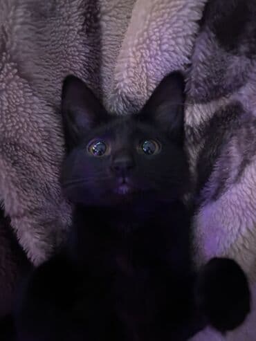 Çaydanlar: Dişi, Yaxşı əllərə — 2