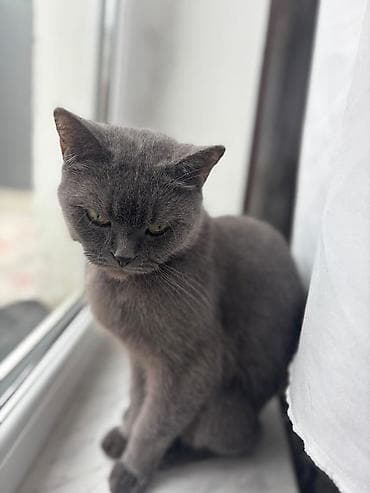it pişik: Şotland — 2