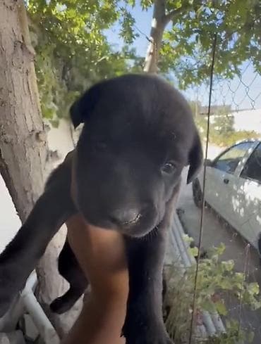 super alabay kl: Pitbul, 2 ay, Peyvəndli, Ünvandan götürmə, Ödənişli çatdırılma — 2