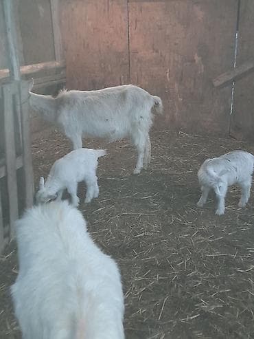 keçi satan: Ağ rəngli keçi ailəsi – ana keçi və iki balası - Cins: yerli südlük — 8