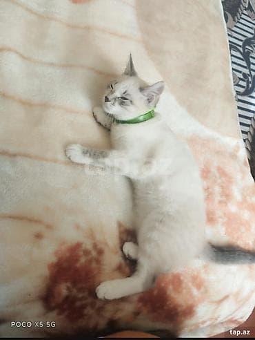 Şotland, Yaxşı əllərə