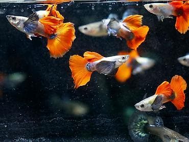 beta baligi: Quppi, Sülhsevər, Ünvandan götürmə — 5