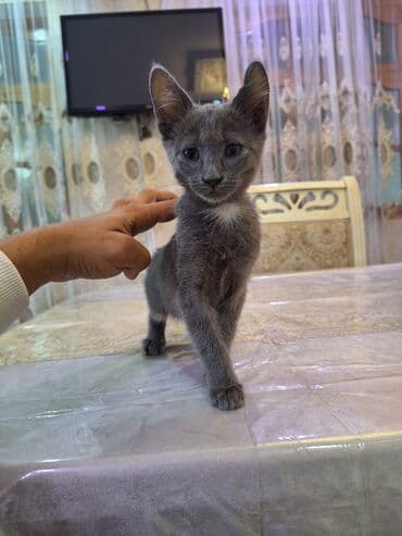 где можно купить котенка: Erkək, Yaxşı əllərə, Ünvandan götürmə — 2