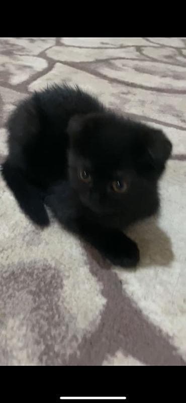 paroda itlerin satisi: Şotland, Dişi, Yaxşı əllərə, Ünvandan götürmə — 2