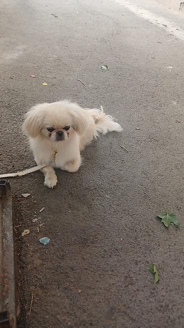 pekınes: Pekines, 9 ay, Dişi, Peyvəndli, Ödənişli çatdırılma — 1