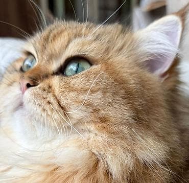 pisiylər: Britan — 8