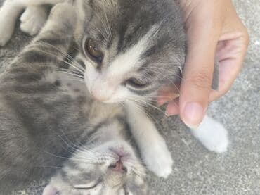 купить хаски щенка: В добрые руки — 2