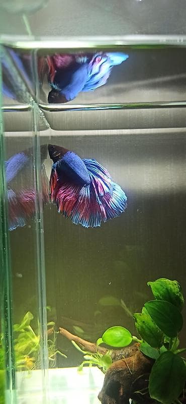 akvar: Betta (Petuşok balığı) — 1