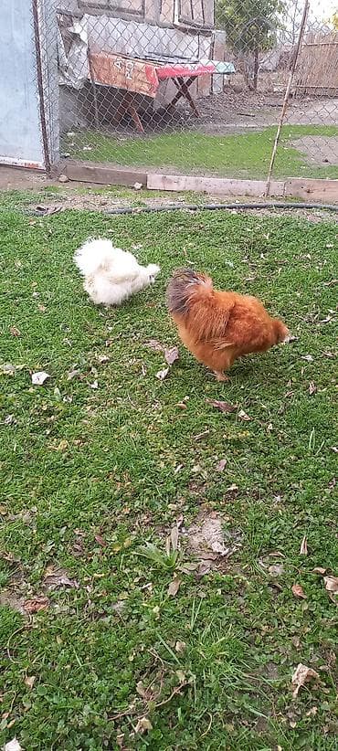 baki heyvan satisi: PonPonlar cütü 70 azn — 5