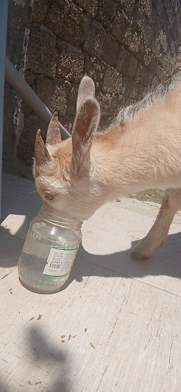 keçi bazarı: Sani kecisi 2 ayliq erkek cepisleri ile tecili satilit.balalar ot — 10