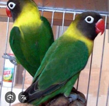 məhəbbət quşu qiyməti: Renge gore qiymetler deyisir — 2