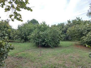 Lincoln: Огуз, 25 м², 1 комната, Газ, Водопровод, Канализация — 6