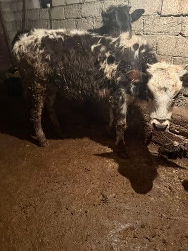 inək öd daşı: Məhsul: Dana (mal-qara) Təsvir: - Şəkillərdə müxtəlif rəng damarlı — 4