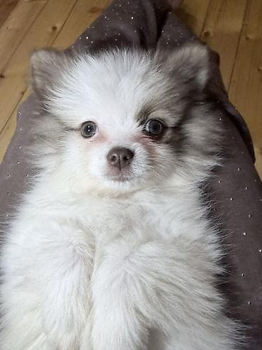 pitbull az: Şpitz, 3 ay, Dişi — 7