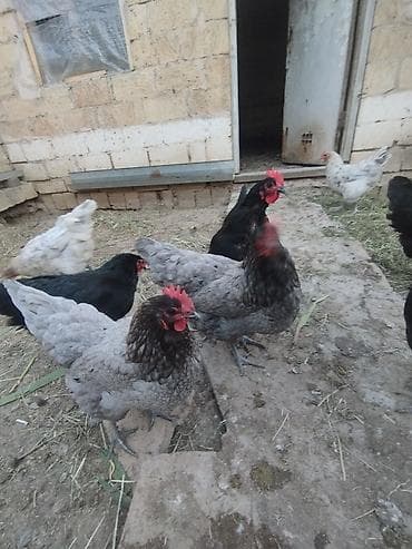 cucelerin satisi: Toyuq cücələri, Damazlıq, Ünvandan götürmə — 6