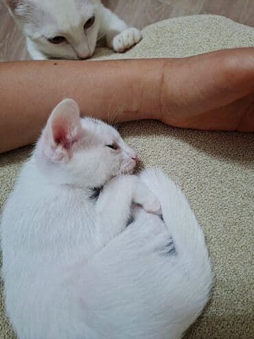 pulsuz pişik balaları 2023: Salam pişik balalari sahiblendirirem qum terbiyesi var 2 3 ayliqdilar — 2