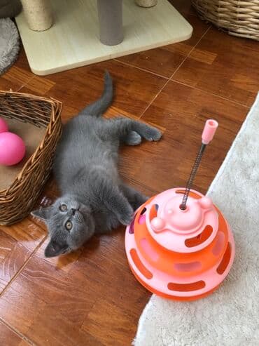 pişik şəkili: Şotland, Dişi, Erkək, Ünvandan götürmə — 2