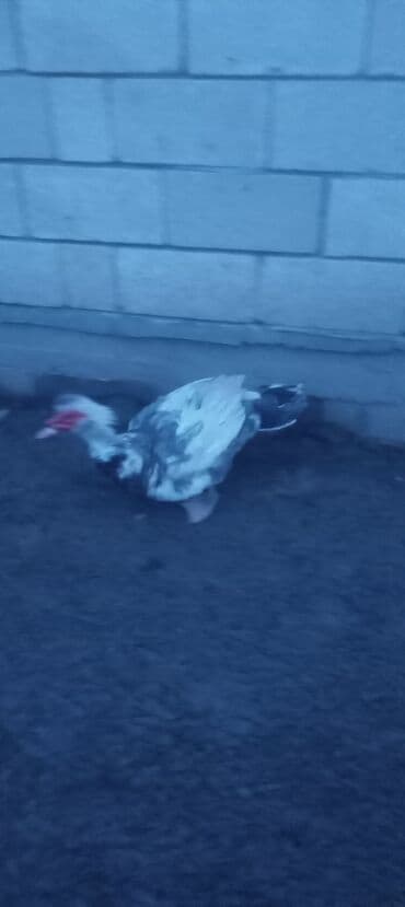cuceye verilen adlar: Muscovy ördəkləri (Indoutka) – təsərrüfat üçün çox məhsuldar, sakit və — 3