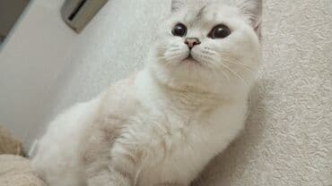 домик для кошки: Şinşilla, Dişi, Yaxşı əllərə, Pulsuz çatdırılma — 1