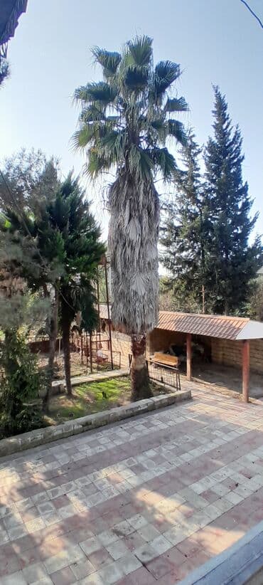 xurma ağacı: Vaşinkton palma satılır — 1