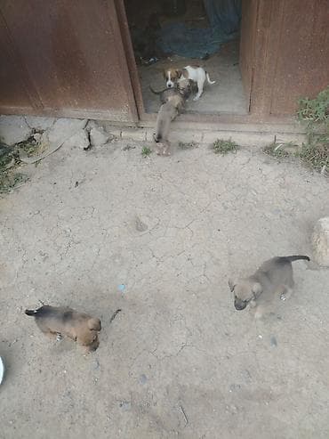 golden it cinsi: 2 ay, Dişi, Peyvəndli — 2