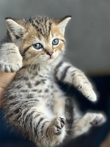 сколько стоит конь: Satishda olan balalarimiz Saqlam, telimli ve tehvile hazir ❤❤❤ — 10