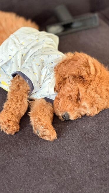 it adlari qiz: Pudel, 2 ay, Erkek, Peyvəndli — 5