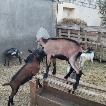 yerli cins inekler: Əmlik cepisler kəsmək üçün say və seçim çoxdur buyurun. alpin çəpiş 3 — 3