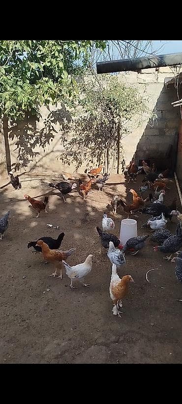 4 ayının içində olan superaktiv kənd çolpaları satılır, kəsməli təbbi lalafo.az -da 4 ayının içində olan superaktiv kənd çolpaları satılır, kəsməli təbbi