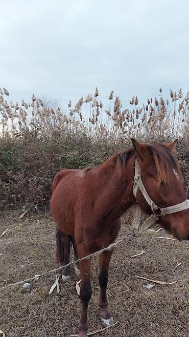 qoyun quzu nece yazilir: At Ucardadı,3 yaşı martda tamam olur,çox minilliyin, 35-40 yeriyir — 5